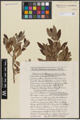 Foto von Salix aurita L. x Salix lapponum L.